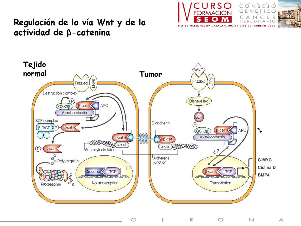 Regulación de la vía Wnt y de la actividad de β-catenina