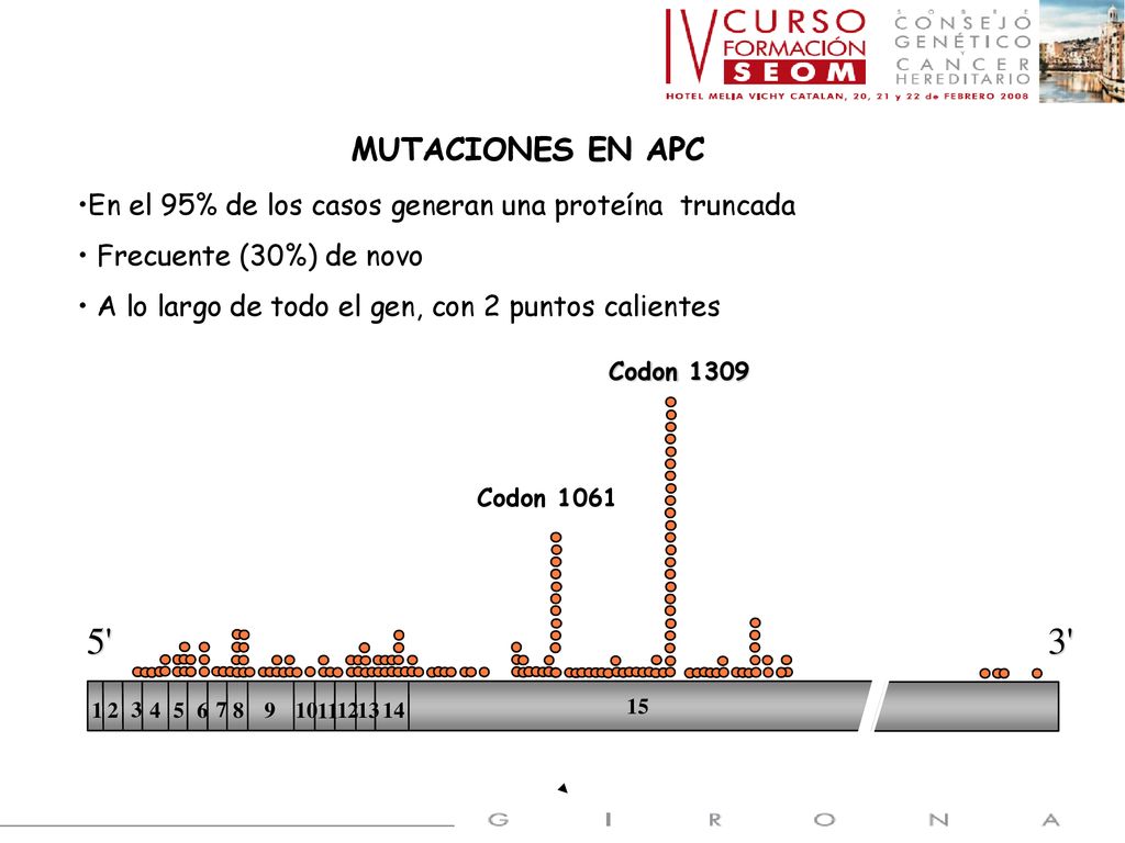 MUTACIONES EN APC En el 95% de los casos generan una proteína truncada. Frecuente (30%) de novo. A lo largo de todo el gen, con 2 puntos calientes.