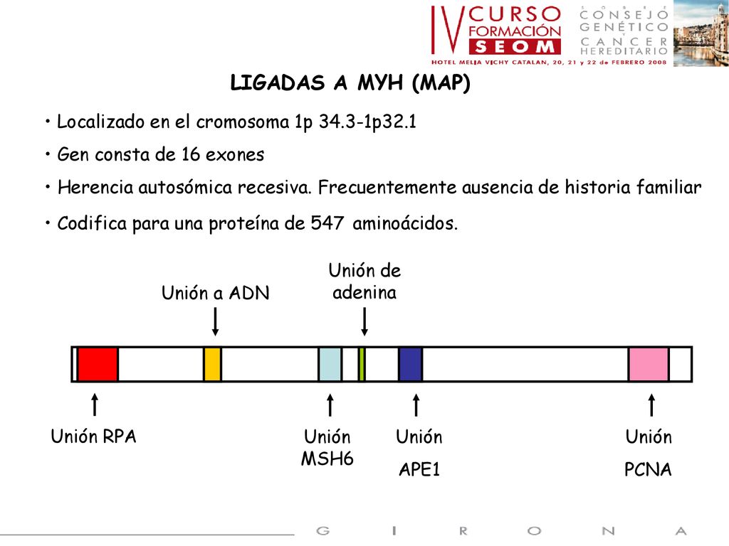 LIGADAS A MYH (MAP) Localizado en el cromosoma 1p p32.1