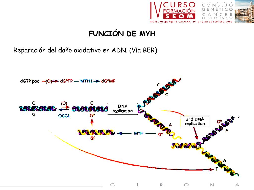FUNCIÓN DE MYH Reparación del daño oxidativo en ADN. (Vía BER)