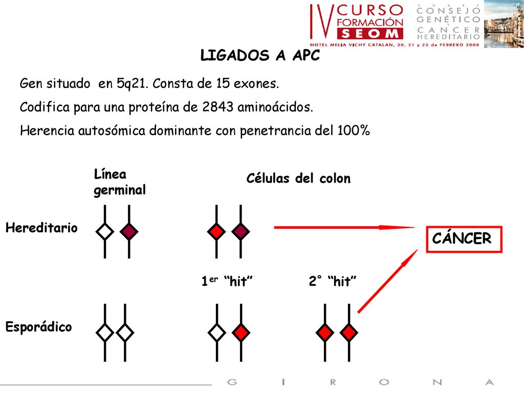 LIGADOS A APC CÁNCER Gen situado en 5q21. Consta de 15 exones.