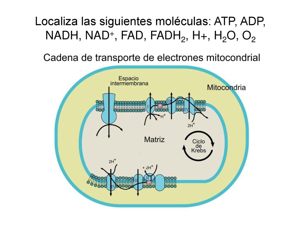 Localiza las siguientes moléculas: ATP, ADP, NADH, NAD+, FAD, FADH2, H+, H2O, O2