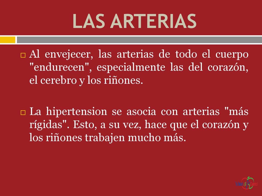 LAS ARTERIAS Al envejecer, las arterias de todo el cuerpo endurecen , especialmente las del corazón, el cerebro y los riñones.