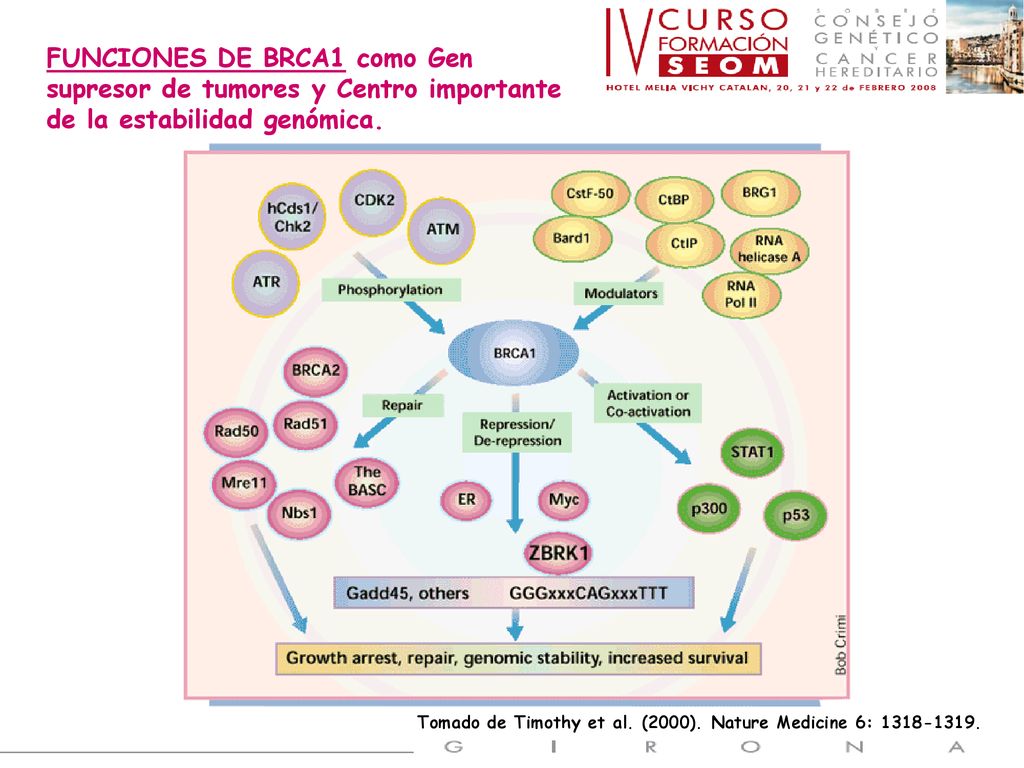 FUNCIONES DE BRCA1 como Gen supresor de tumores y Centro importante de la estabilidad genómica.
