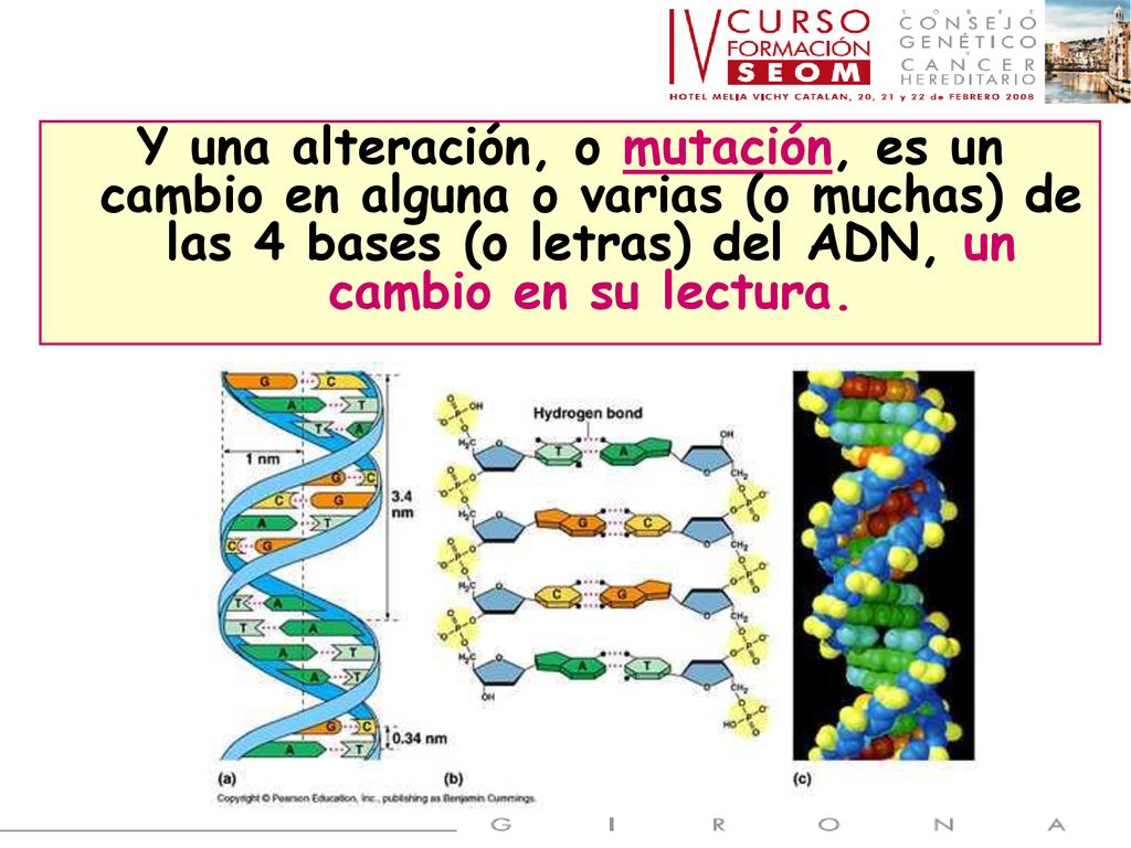Y una alteración, o mutación, es un cambio en alguna o varias (o muchas) de las 4 bases (o letras) del ADN, un cambio en su lectura.