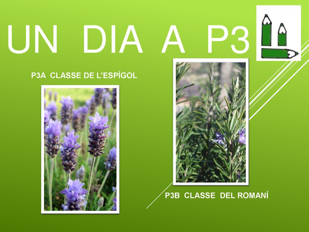 UN DIA A P3 P3A CLASSE DE L’ESPÍGOL P3B CLASSE DEL ROMANÍ