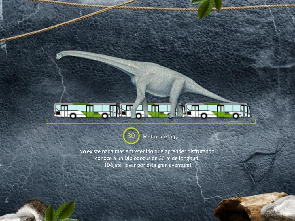 30 Metros de largo. No existe nada más entretenido que aprender disfrutando, conoce a un Diplodocus de 30 m de longitud.