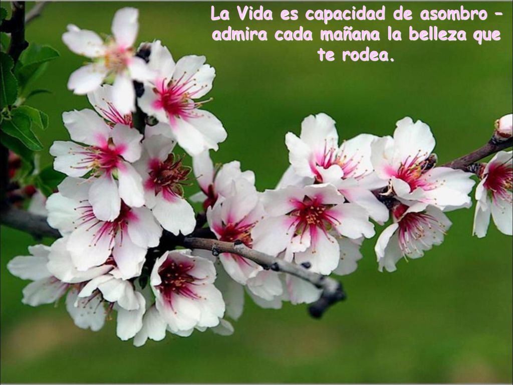 La Vida es capacidad de asombro –admira cada mañana la belleza que te rodea.