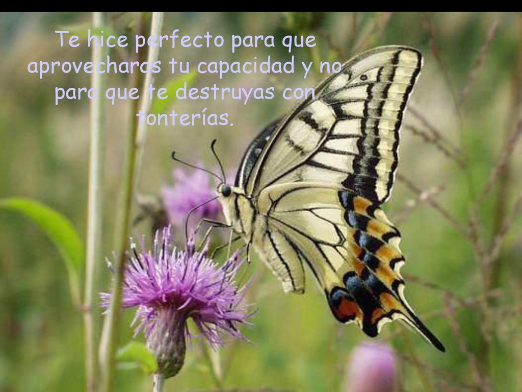 Te hice perfecto para que aprovecharas tu capacidad y no para que te destruyas con tonterías.