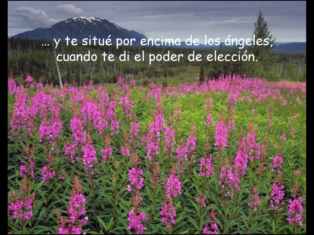 … y te situé por encima de los ángeles, cuando te di el poder de elección.