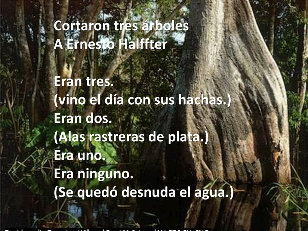 Cortaron tres árboles A Ernesto Halffter. Eran tres. (vino el día con sus hachas.) Eran dos. (Alas rastreras de plata.)