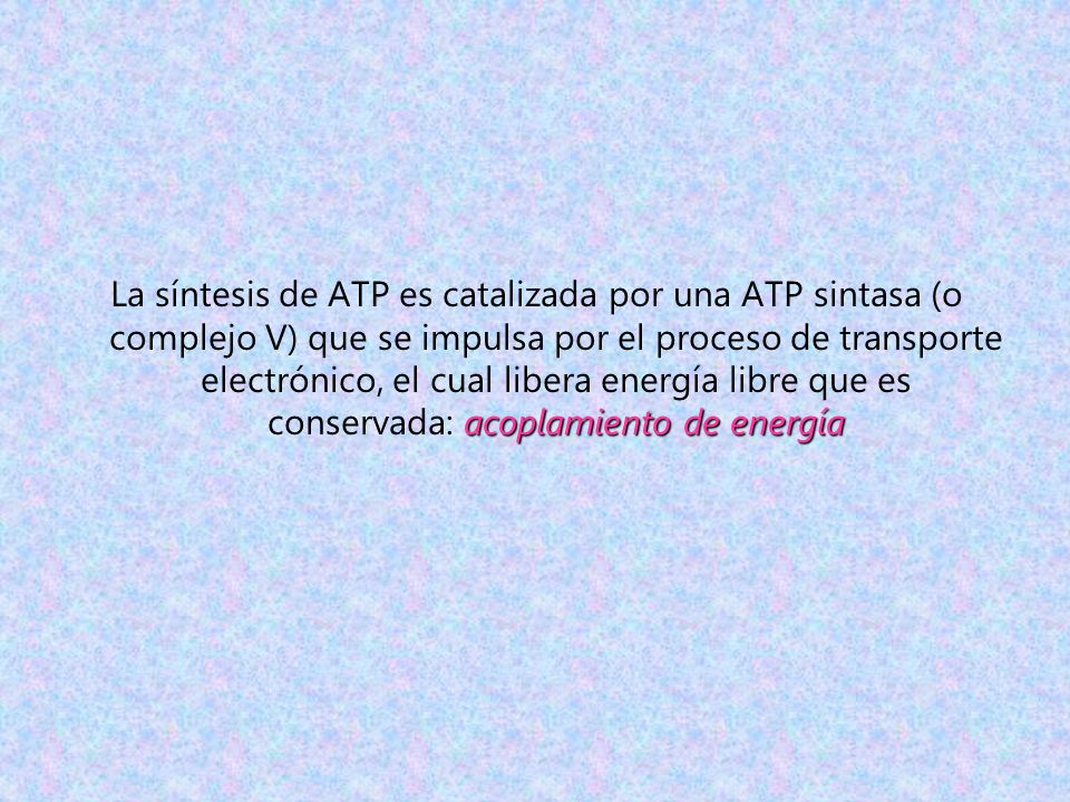 La síntesis de ATP es catalizada por una ATP sintasa (o complejo V) que se impulsa por el proceso de transporte electrónico, el cual libera energía libre que es conservada: acoplamiento de energía