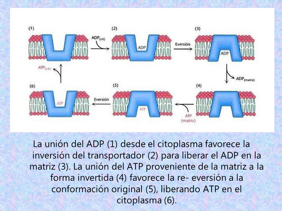 La unión del ADP (1) desde el citoplasma favorece la inversión del transportador (2) para liberar el ADP en la matriz (3).