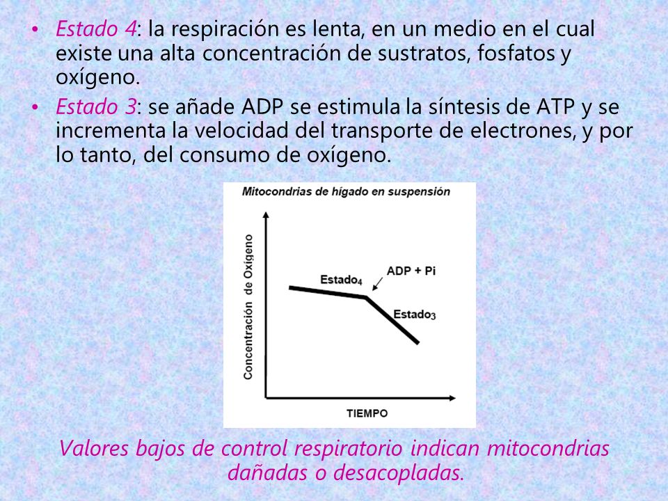Estado 4: la respiración es lenta, en un medio en el cual existe una alta concentración de sustratos, fosfatos y oxígeno.