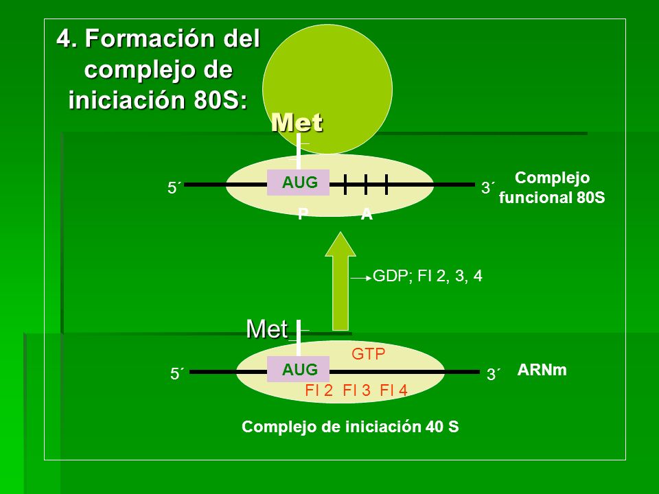 Met 4. Formación del complejo de iniciación 80S: Met