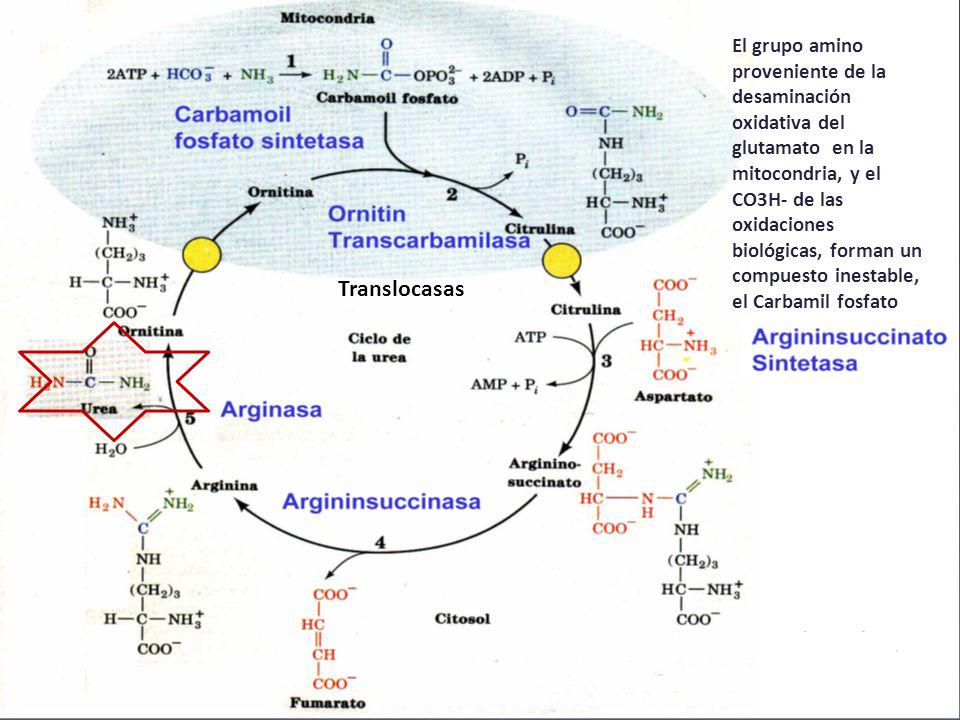 El grupo amino proveniente de la desaminación oxidativa del glutamato en la mitocondria, y el CO3H- de las oxidaciones biológicas, forman un compuesto inestable, el Carbamil fosfato