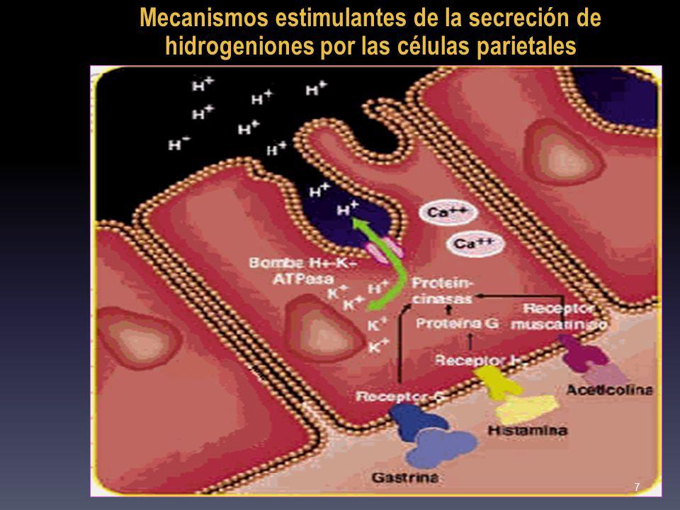 Mecanismos estimulantes de la secreción de hidrogeniones por las células parietales