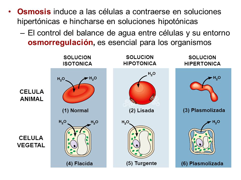 Osmosis induce a las células a contraerse en soluciones hipertónicas e hincharse en soluciones hipotónicas