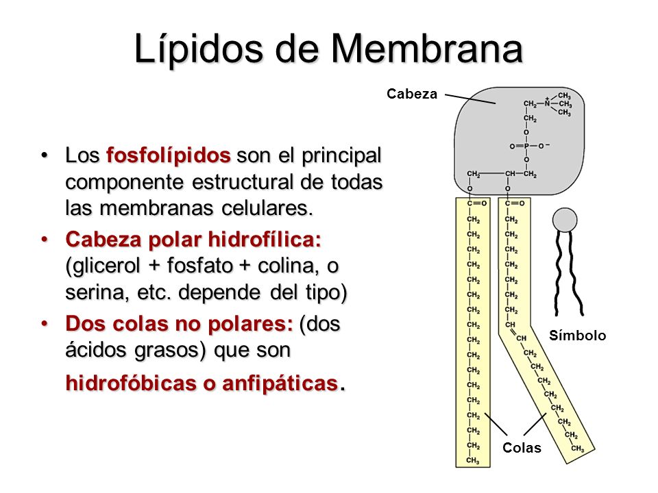 Lípidos de Membrana Cabeza. Símbolo. Colas. Los fosfolípidos son el principal componente estructural de todas las membranas celulares.