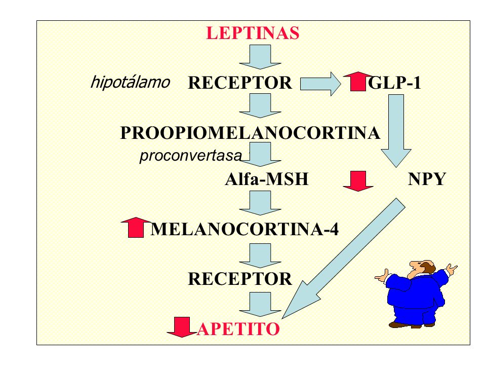 PROOPIOMELANOCORTINA Alfa-MSH NPY MELANOCORTINA-4 RECEPTOR APETITO