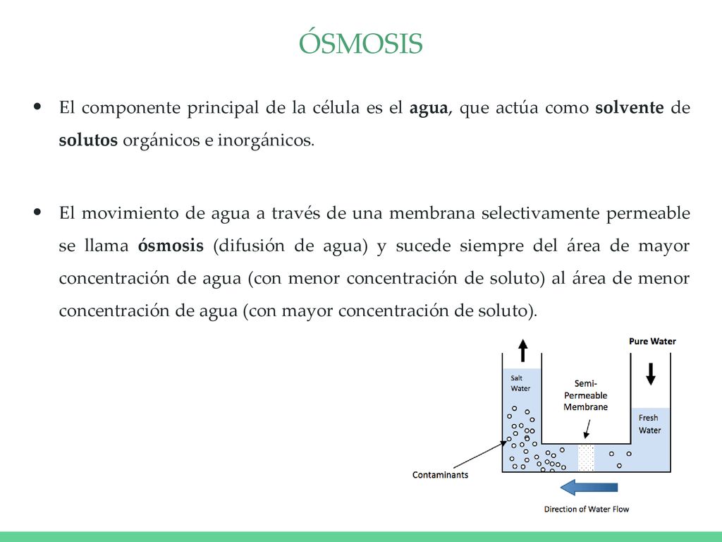 ÓSMOSIS El componente principal de la célula es el agua, que actúa como solvente de solutos orgánicos e inorgánicos.