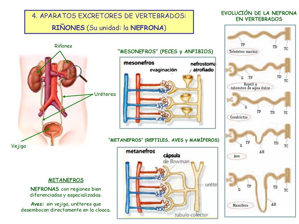 4. APARATOS EXCRETORES DE VERTEBRADOS: RIÑONES (Su unidad: la NEFRONA)