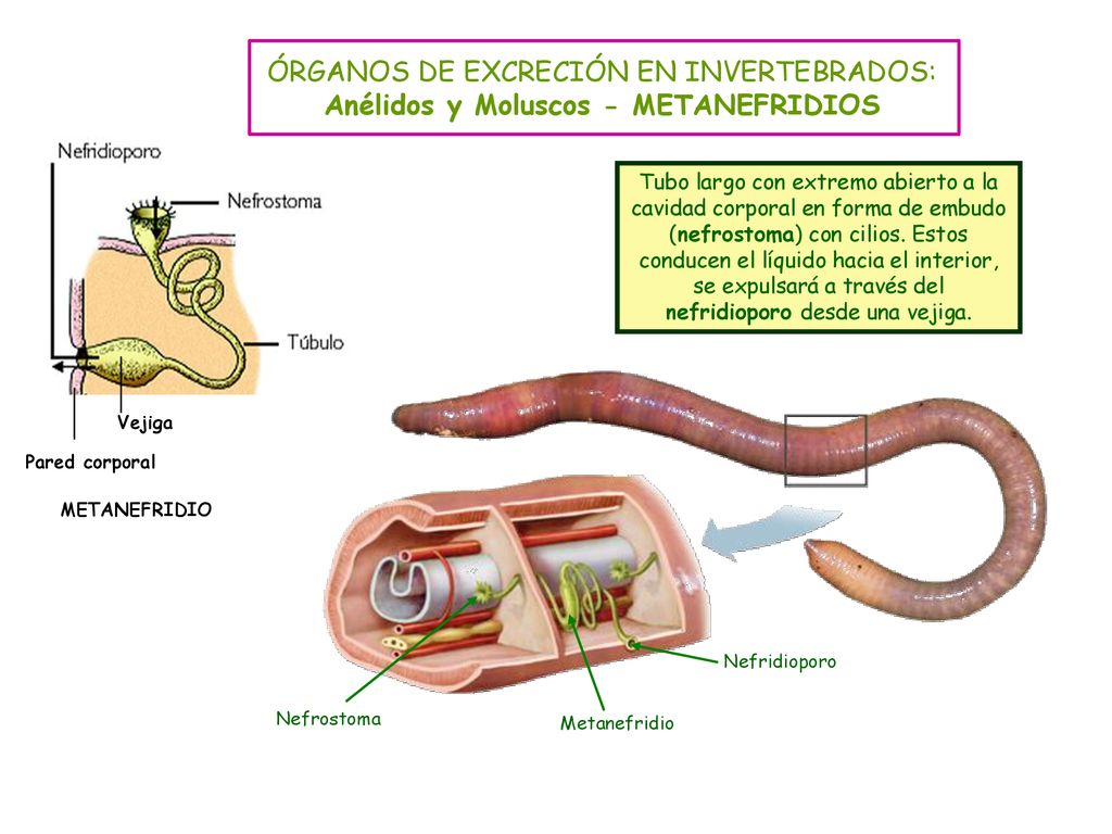 ÓRGANOS DE EXCRECIÓN EN INVERTEBRADOS: Anélidos y Moluscos - METANEFRIDIOS