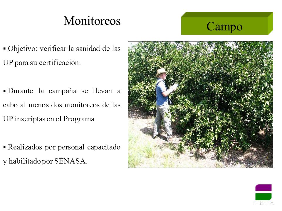 Monitoreos Campo. Objetivo: verificar la sanidad de las UP para su certificación.