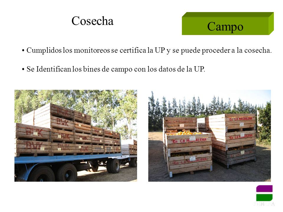 Cosecha Campo. Cumplidos los monitoreos se certifica la UP y se puede proceder a la cosecha.