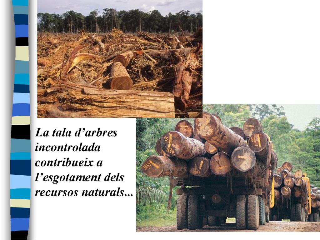 La tala d’arbres incontrolada contribueix a l’esgotament dels recursos naturals...