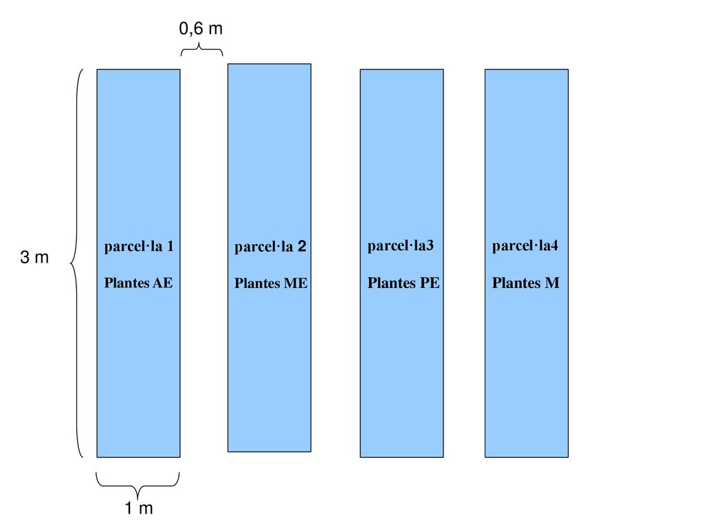 0,6 m 3 m 1 m parcel·la 1 parcel·la3 Plantes PE parcel·la4 Plantes M