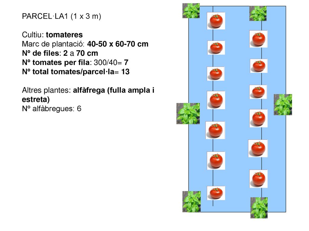PARCEL·LA1 (1 x 3 m) Cultiu: tomateres. Marc de plantació: x cm. Nº de files: 2 a 70 cm.