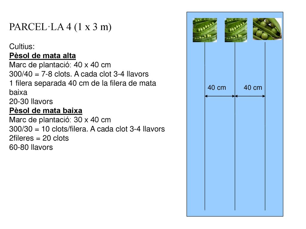 PARCEL·LA 4 (1 x 3 m) Cultius: Pèsol de mata alta