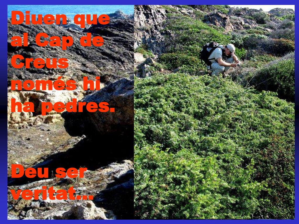 Diuen que al Cap de Creus només hi ha pedres.