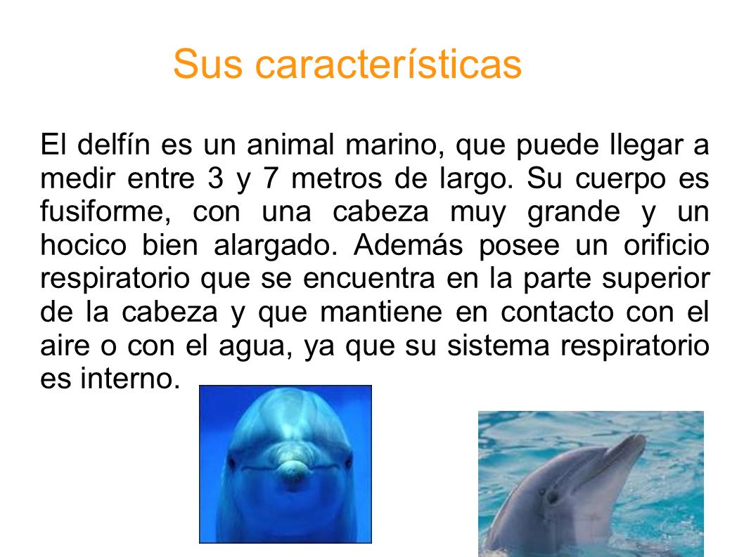 Sus características