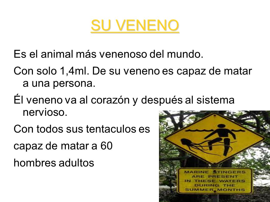SU VENENO Es el animal más venenoso del mundo.