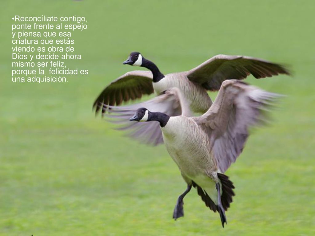 Reconcíliate contigo, ponte frente al espejo y piensa que esa criatura que estás viendo es obra de Dios y decide ahora mismo ser feliz, porque la felicidad es una adquisición.