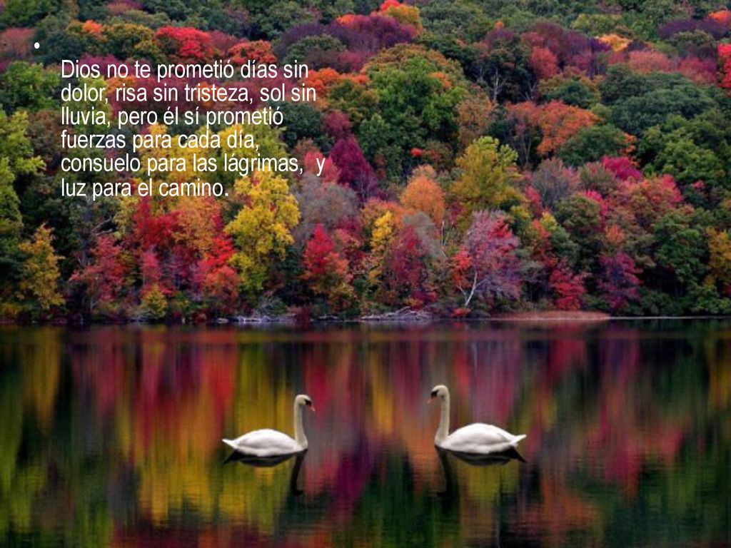Dios no te prometió días sin dolor, risa sin tristeza, sol sin lluvia, pero él sí prometió fuerzas para cada día, consuelo para las lágrimas, y luz para el camino.