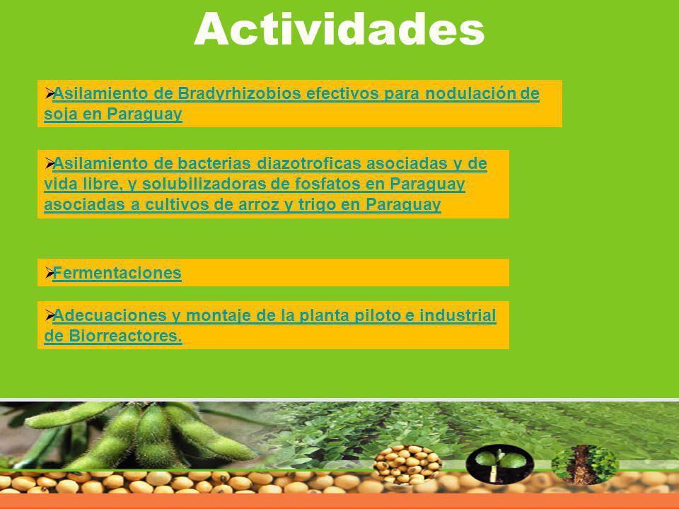 Actividades Asilamiento de Bradyrhizobios efectivos para nodulación de soja en Paraguay.