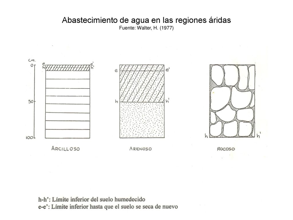 Abastecimiento de agua en las regiones áridas Fuente: Walter, H. (1977)