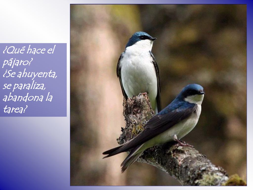 ¿Qué hace el pájaro ¿Se ahuyenta, se paraliza, abandona la tarea