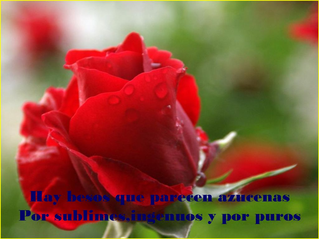 Hay besos que parecen azucenas Por sublimes,ingenuos y por puros