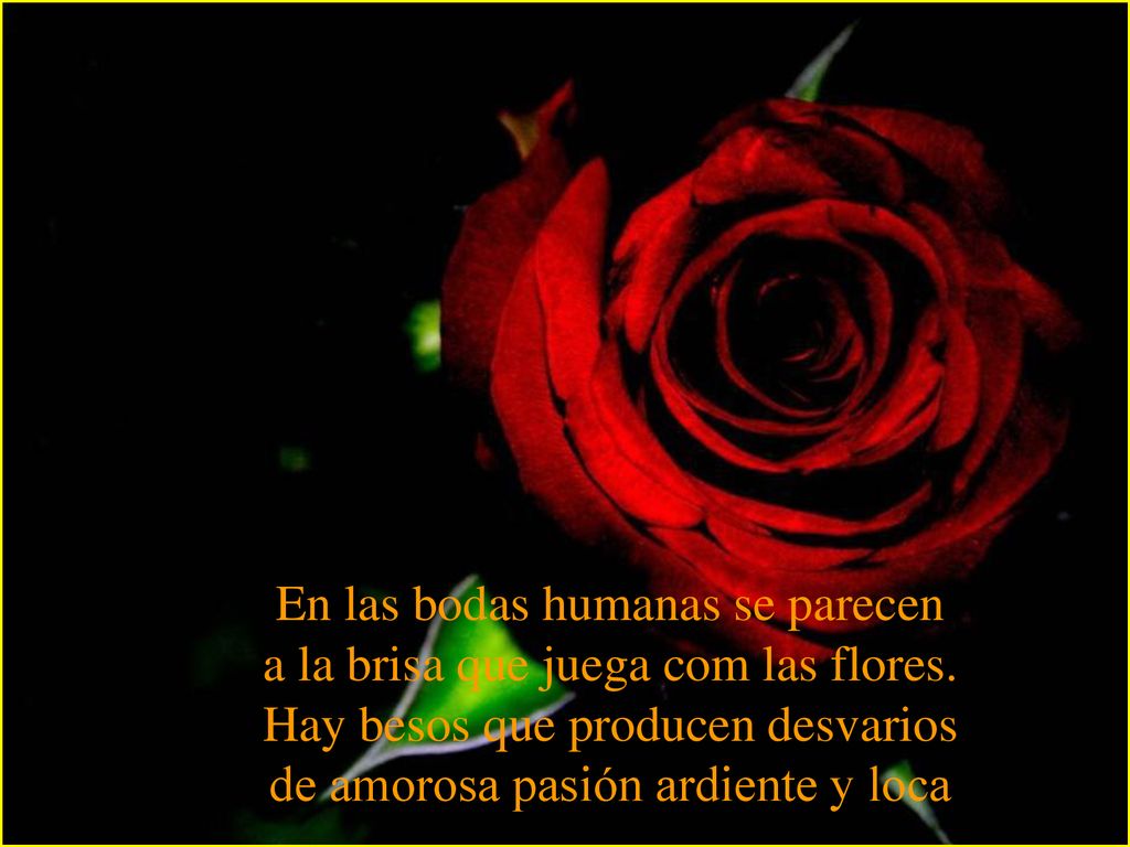 En las bodas humanas se parecen a la brisa que juega com las flores.