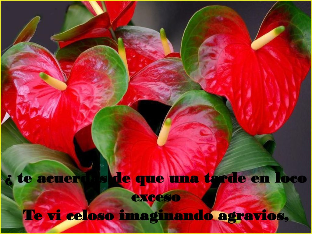 ¿ te acuerdas de que una tarde en loco exceso