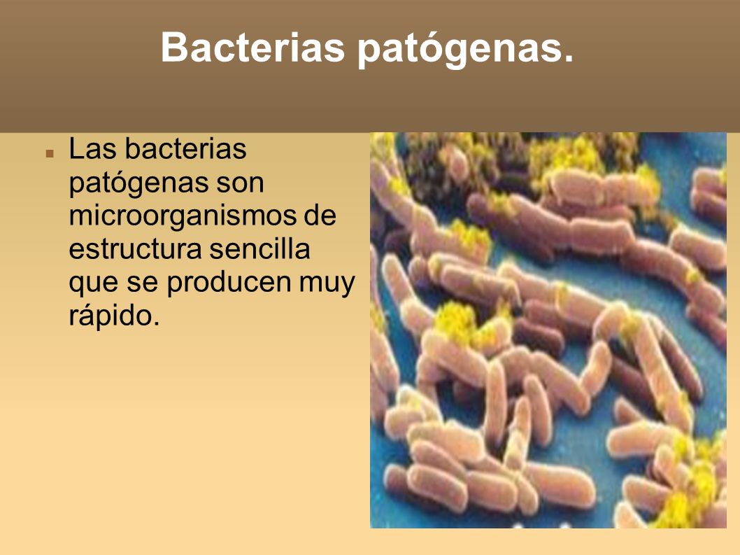 Bacterias patógenas.