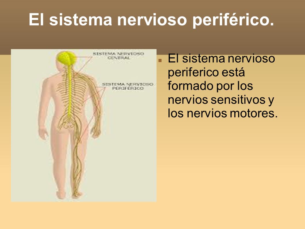 El sistema nervioso periférico.