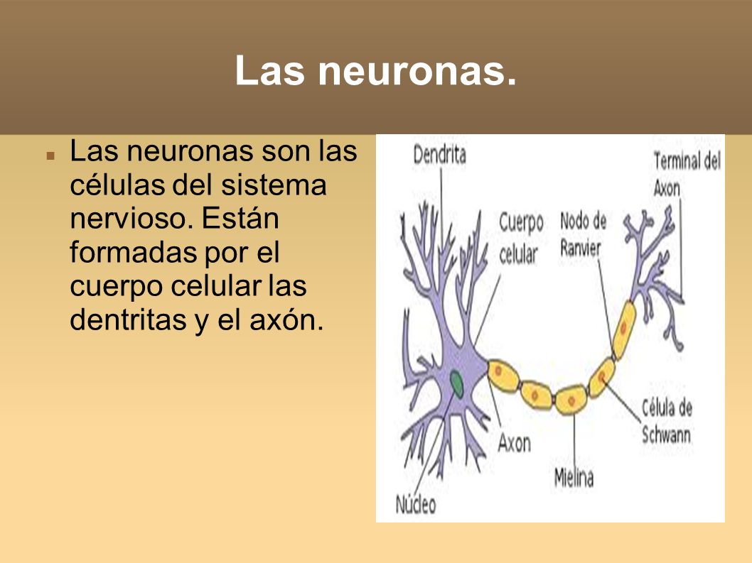 Las neuronas. Las neuronas son las células del sistema nervioso.