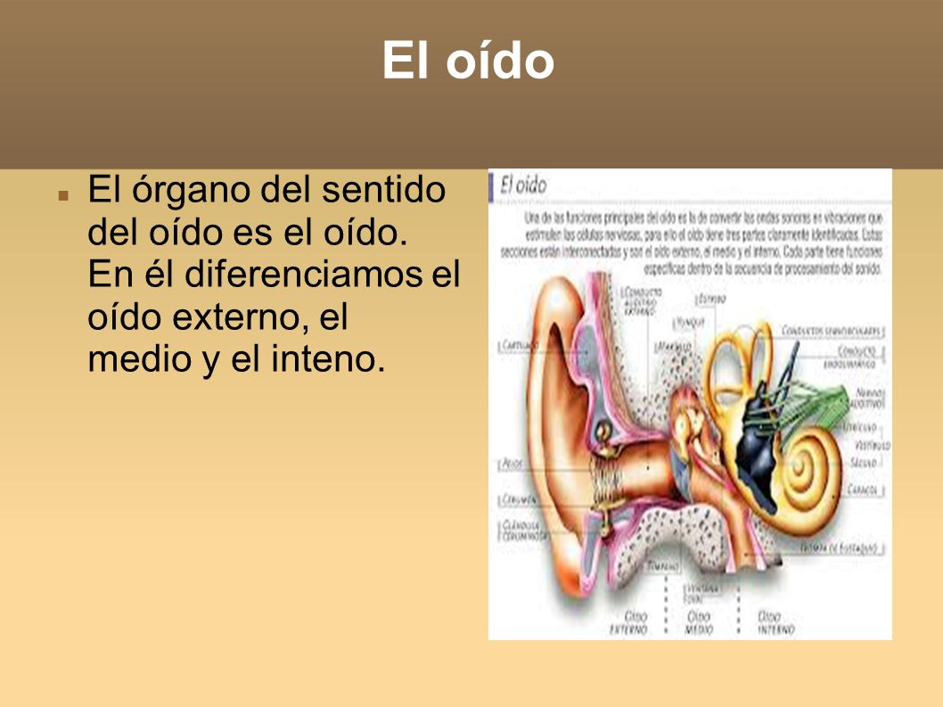 El oído El órgano del sentido del oído es el oído.