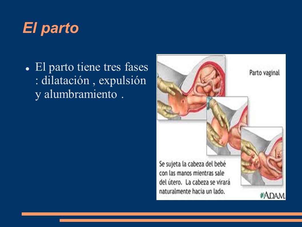El parto El parto tiene tres fases : dilatación , expulsión y alumbramiento .