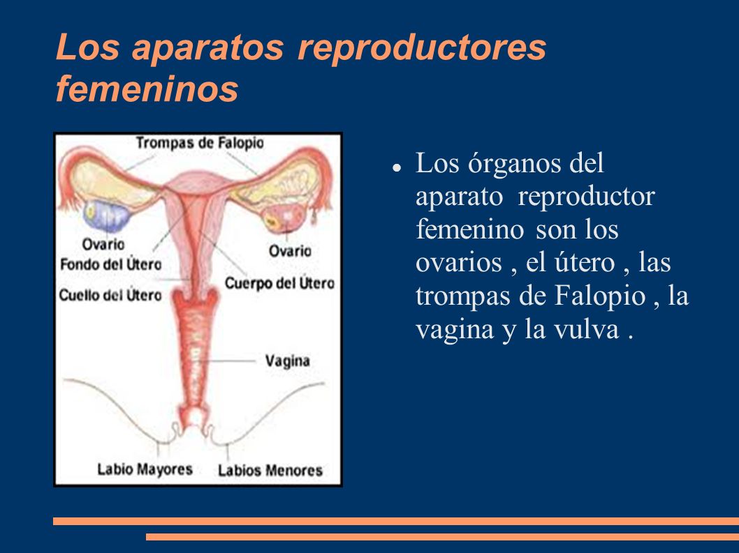 Los aparatos reproductores femeninos